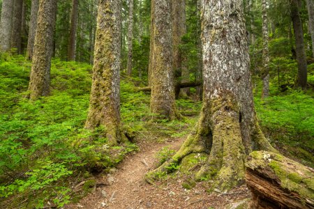 Strahlend grüner Waldboden umgibt starke Baumstämme mit durchziehenden Wegen im Olympic National Park