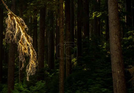 Golden Mossy Branch colgando en el marco con el bosque oscuro en el fondo en el Parque Nacional Olímpico