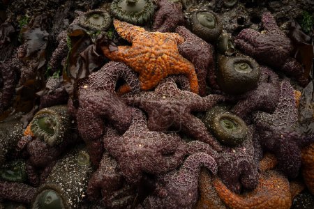 Orange Ochre Sea Star au sommet d'une pile d'étoiles de mer violette le long de la côte de l'Oregon