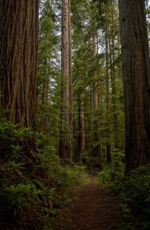 Redwoods Trees Stand Tall Along Trail In Redwood National Park