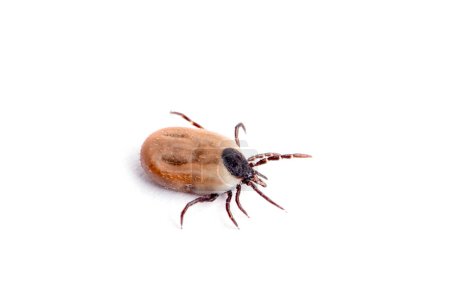 Photo for Health danger disease carrier ticks - Royalty Free Image
