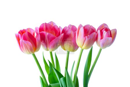 Téléchargez les photos : Bouquet de tulipes roses isolées sur un blanc - en image libre de droit