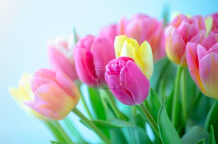Photo for Mix of tulips flowers background - Royalty Free Image