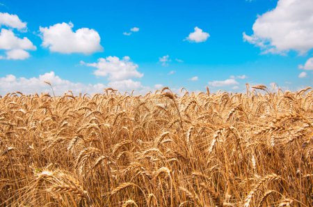 Photo for Golden wheat field with blue sky in background - Royalty Free Image