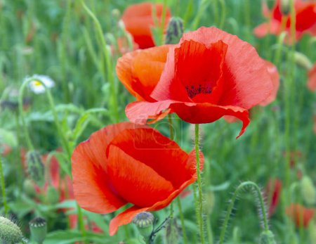 Photo for Red poppies on green field - Royalty Free Image