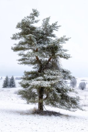 Téléchargez les photos : Un arbre debout sur un champ dans la neige - en image libre de droit