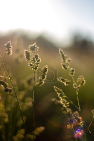 Téléchargez les photos : Dactylis, fond d'écran abstrait d'herbe de pied de bite, plantes de la nature avec fond flou - en image libre de droit