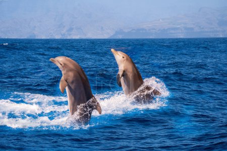 Bottle-nosed dolphin Tursiops truncatus jumping in mediterranean Sea in greece