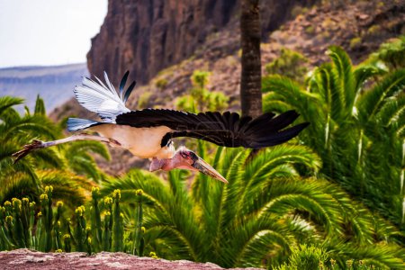 Great adjutant member of the marabou stork family, aka ciconiidae bird flying in its natural habitat, birds in flight, Leptoptilos crumenifer