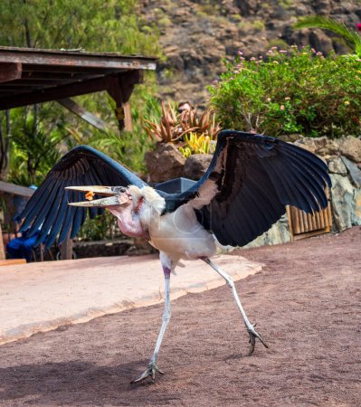 Great adjutant member of the marabou stork family, aka ciconiidae bird being fed outdoors , Leptoptilos crumenifer