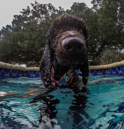 lindo perro nadando en la piscina