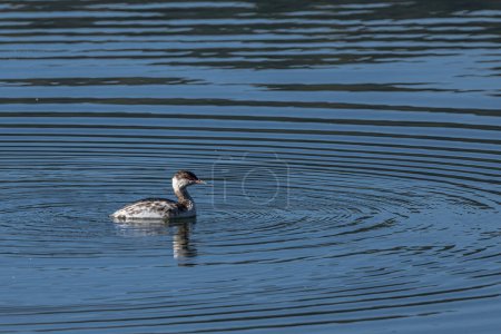Photo for Horned or Slavonian Grebe (Podiceps auritus) - Royalty Free Image