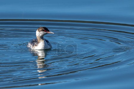 Photo for Horned or Slavonian Grebe (Podiceps auritus) - Royalty Free Image