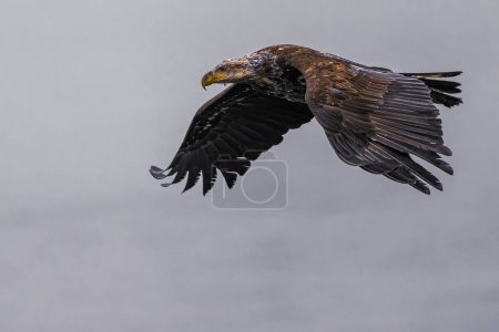 Foto de Águila calva (Haliaeetus leucocephalus) en la caza - Imagen libre de derechos