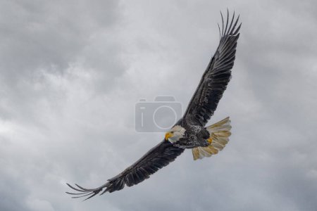 Foto de Águila calva (Haliaeetus leucocephalus) en la caza - Imagen libre de derechos