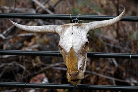 Foto de Cráneo de una vaca en una cerca - Imagen libre de derechos
