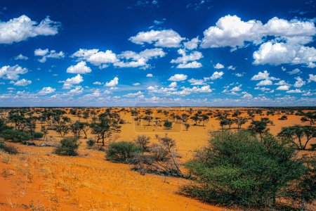 Foto de Área del desierto de Kalahari en Namibia - Imagen libre de derechos