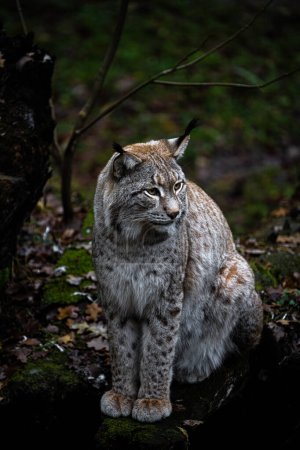 Photo for Portrait of a Eurasian Lynx (Lynx lynx) - Royalty Free Image
