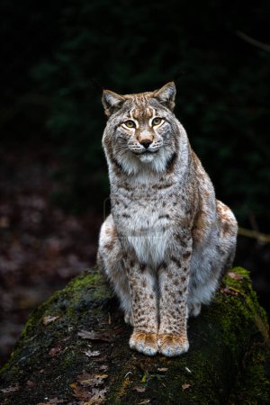Photo for Portrait of a Eurasian Lynx (Lynx lynx) - Royalty Free Image