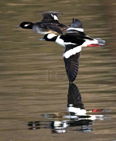Photo for Bufflehead (Bucephala albeola) Ducks in Flight - Royalty Free Image