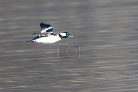 Photo for Bufflehead (Bucephala albeola) Ducks in Flight - Royalty Free Image