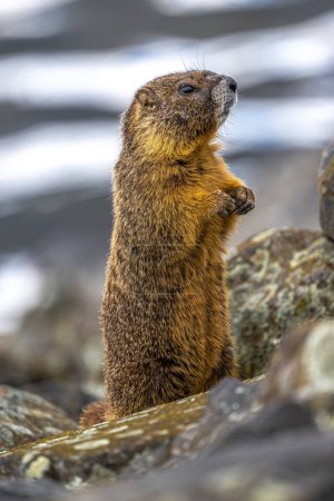 Marmotte à ventre jaune (Marmota flaviventris) sur la digue à Lewiston, ID