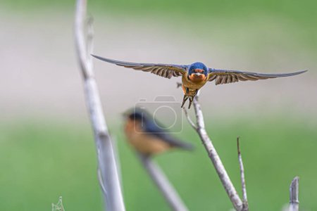 Foto de Golondrina de granero (Hirundo rustica) en vuelo - Imagen libre de derechos