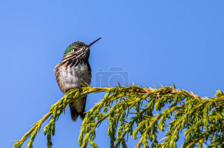 Photo for Perching Calliope Hummingbird (Selasphorus calliope) - Royalty Free Image