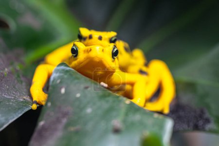 Téléchargez les photos : Grenouille dorée du Panama (Atelopus zeteki)) - en image libre de droit