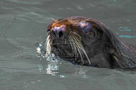 Photo for Northern Fur Seal (Callorhinus ursinus) - Royalty Free Image