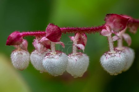 Photo for Flowers of Salal or Shallon (Gaultheria shallon) - Royalty Free Image