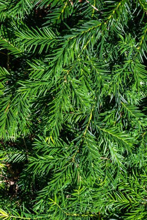Photo for Spreading Yew Taxus bacata Repandens - Royalty Free Image