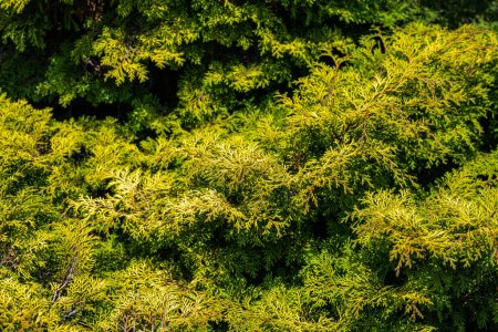 Foto de Plumosis Sawara Cypress Chamaecyparis pisifera var. Plumosa Aurea - Imagen libre de derechos