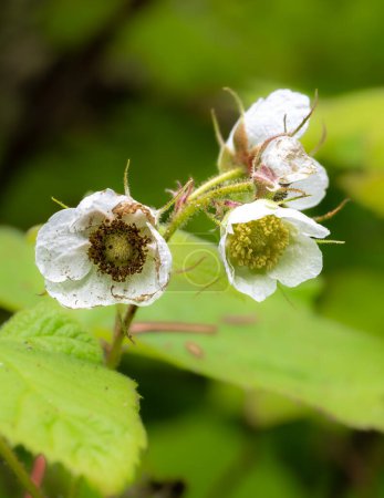 Photo for Thimbleberry or Redcap (Rubus parviflorus) Flowers - Royalty Free Image