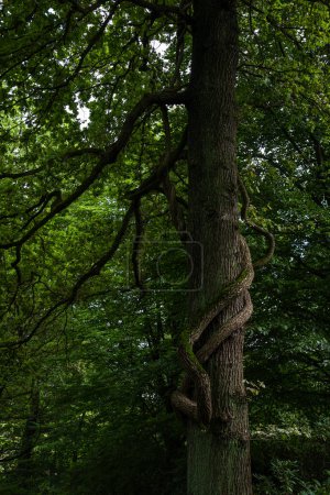 Téléchargez les photos : Doux amer (Celastrus orbiculatus) poussant autour d'un chêne - en image libre de droit