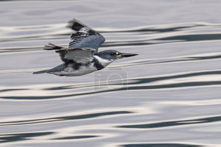 Téléchargez les photos : Kingfisher ceinture (Megaceryle alcyon) en vol - en image libre de droit