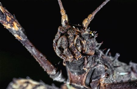Téléchargez les photos : Portrait d'un insecte épineux bâton du diable (Eurycantha calcarata) - en image libre de droit