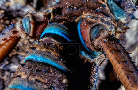 Téléchargez les photos : Abdomen dessous d'un insecte épineux bâton du diable (Eurycantha) - en image libre de droit