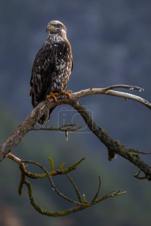 Foto de Águila calva joven encaramada (Haliaeetus leucocephalus) - Imagen libre de derechos
