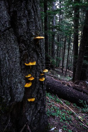 Photo for Pholiota Mushrooms on a Tree in Idaho - Royalty Free Image
