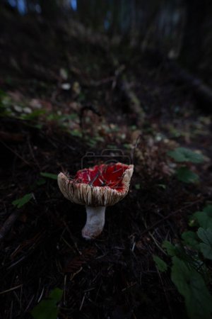 Foto de Russula Mushroom en un bosque en Idaho - Imagen libre de derechos