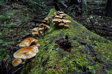 Photo for A group of Mushrooms on a Dead Tree in Idaho - Royalty Free Image