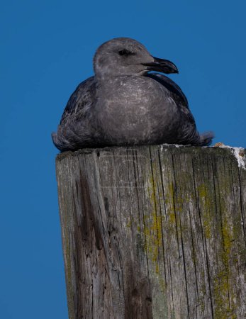 Photo for First Cycle Western Gull (Larus occidentalis) - Royalty Free Image