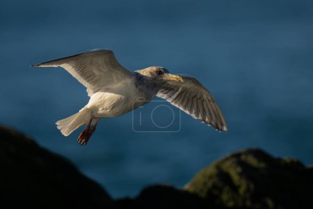 Seagull landing on a Rock