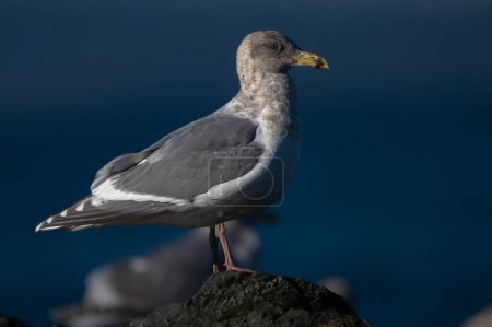 Seagull Perching on a Rock