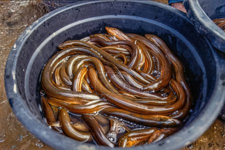 Anguilas en un cubo en un mercado de pescado en Sulawesi