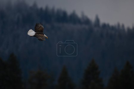 Águila calva (Haliaeetus leucocephalus) en vuelo en el norte de Idaho
