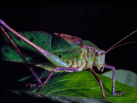 Tropical Bush Cricket (Tettigonia spec.) en el bosque lluvioso de Borneo