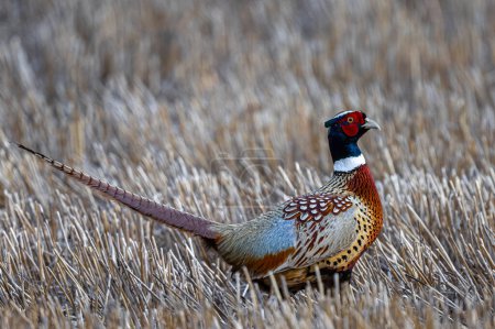 Male Ring-necked Pheasant (Phasianus colchicus) in Early Spring