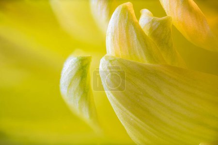 Photo for Macro Photograph of Hardy Garden Mum (Chrysanthemum x morifolium) Petals - Royalty Free Image